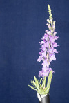 Linaria purpurea (IMG_0167.tif)