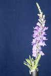 Linaria purpurea (IMG_0169.tif)