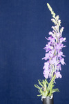 Linaria purpurea (IMG_0171.tif)