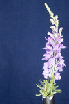 Linaria purpurea (IMG_0172.tif)