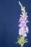 Linaria purpurea (IMG_0173.tif)
