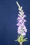 Linaria purpurea (IMG_0174.tif)
