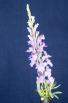 Linaria purpurea (IMG_0177.tif)