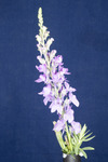 Linaria purpurea (IMG_0178.tif)