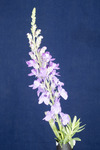 Linaria purpurea (IMG_0179.tif)