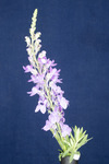 Linaria purpurea (IMG_0180.tif)