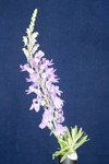 Linaria purpurea (IMG_0181.tif)