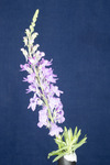 Linaria purpurea (IMG_0182.tif)