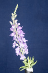 Linaria purpurea (IMG_0183.tif)