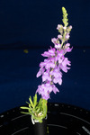 Linaria purpurea (IMG_0190.tif)