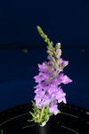 Linaria purpurea (IMG_0195.tif)