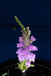 Linaria purpurea (IMG_0196.tif)