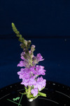 Linaria purpurea (IMG_0197.tif)