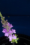 Linaria purpurea (IMG_0199.tif)
