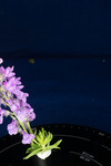 Linaria purpurea (IMG_0204.tif)