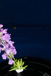 Linaria purpurea (IMG_0205.tif)