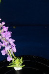 Linaria purpurea (IMG_0206.tif)