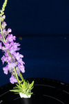 Linaria purpurea (IMG_0207.tif)