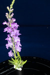 Linaria purpurea (IMG_0209.tif)