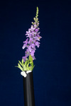 Linaria purpurea (IMG_0216.tif)
