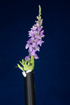 Linaria purpurea (IMG_0217.tif)