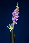 Linaria purpurea (IMG_0218.tif)