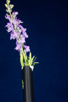 Linaria purpurea (IMG_0229.tif)