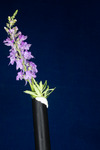 Linaria purpurea (IMG_0233.tif)