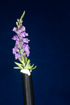 Linaria purpurea (IMG_0237.tif)