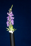 Linaria purpurea (IMG_0238.tif)