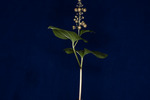 Maianthemum dilatatum (IMG_0020.tif)