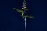 Maianthemum dilatatum (IMG_0021.tif)