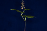 Maianthemum dilatatum (IMG_0023.tif)