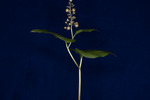 Maianthemum dilatatum (IMG_0024.tif)