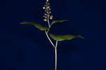 Maianthemum dilatatum (IMG_0026.tif)