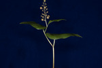 Maianthemum dilatatum (IMG_0027.tif)