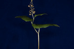 Maianthemum dilatatum (IMG_0028.tif)