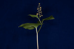 Maianthemum dilatatum (IMG_0045.tif)