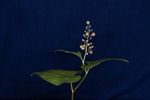 Maianthemum dilatatum (IMG_0051.tif)