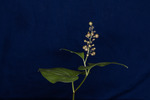 Maianthemum dilatatum (IMG_0053.tif)