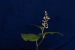Maianthemum dilatatum (IMG_0054.tif)