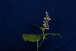Maianthemum dilatatum (IMG_0055.tif)