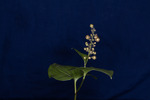 Maianthemum dilatatum (IMG_0057.tif)