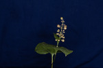 Maianthemum dilatatum (IMG_0059.tif)