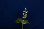 Maianthemum dilatatum (IMG_0061.tif)