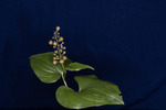 Maianthemum dilatatum (IMG_0076.tif)