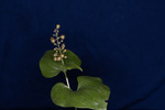 Maianthemum dilatatum (IMG_0079.tif)
