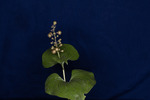 Maianthemum dilatatum (IMG_0081.tif)