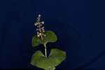 Maianthemum dilatatum (IMG_0082.tif)