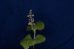 Maianthemum dilatatum (IMG_0085.tif)